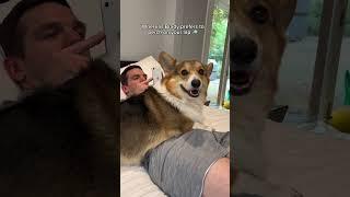Differences Between my Two Corgis #corgi #dogs