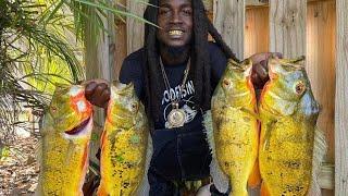 Catching PEACOCK BASS in Fort Lauderdale, FL