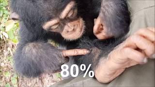 Chimpanzee conservation in  Guinea