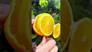 Enjoy Beautiful Sweet Orange  #fruit #orange #satisfying #food #fruitcutting  #oddlysatisfying