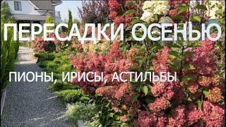 ПЕРЕСАДКИ ОСЕНЬЮ: ПИОНЫ, ИРИСЫ, АСТИЛЬБЫ | Что пересаживаю и делю осенью в саду