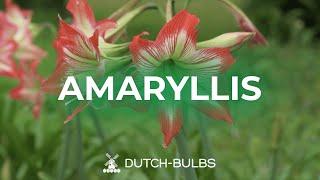 Piantare i bulbi di amaryllis in vaso│DUTCH-BULBS.COM