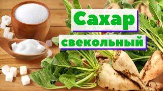 Сахар свекольный | Как это сделано