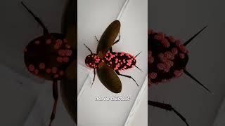How Cockroaches Live Without Their Head 