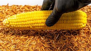 10000 Hungry Mealworms VS Corn | Timelapse