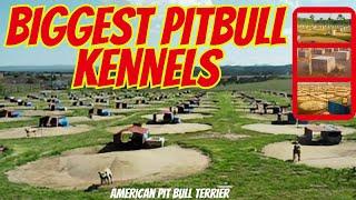 BIGGEST PITBULL KENNEL - BEST GAMEDOG YARD TOUR