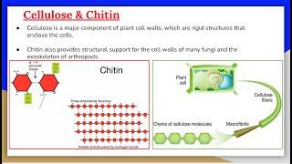 Carbohydrates 7: Cellulose and Chitin