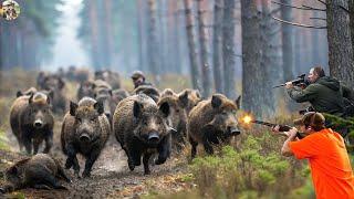 Siberian Farmer Destroys Large-Scale Wild Boar -  Day 2: Hunting Down the Remaining Wild Boars