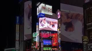 ▶️ Who said there are no cats on the streets in Japan?