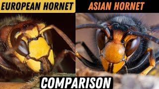 Asian Hornet Vs European Hornet. Know The Difference!!