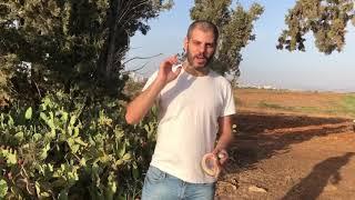 פרקים מיומנו של לוכד נחשים פרק 5 עונה 3 Holy Land Snake Catcher E5 S3