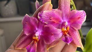 Орхидейный влог  #орхідеї #орхидеибабочки #orchid