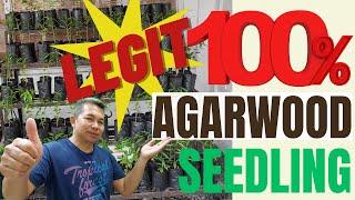 LEGIT NA BILIHAN NG AGARWOOD SEEDLING - AGRI BUSINESS