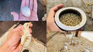 Aseel murga ke khurak in summer | best feed chicks in winter | aseel murga best food