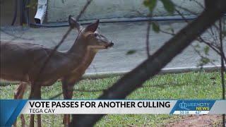 Tega Cay approves another round of deer culling