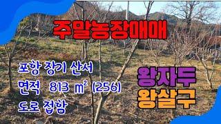 423. 산서리 주말농장 매매 조용하고 깨끗한 장기전원주택부지 매매  왕자두 나무와 왕살구 나무가 있는 포항 주말농장매매 포항부동산 장기부동산 지목부동산 장기주말농장