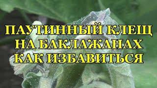 ПАУТИННЫЙ КЛЕЩ НА БАКЛАЖАНАХ КАК ИЗБАВИТЬСЯ И ЧТО ДЕЛАТЬ