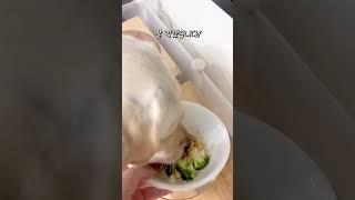 예의 바른 리트리버 대한이 #밥상머리교육 #retriever #강아지브이로그 #강아지일기