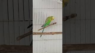 Viral Video️#bird #budgerigar