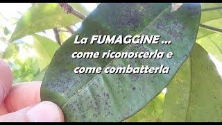 LA FUMAGGINE come riconoscerla e come combatterla