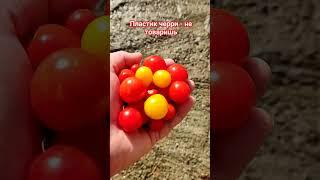 #странасоветов #как #хранить #помидоры