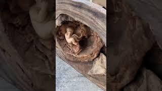 Wood Crafting|Ароматное дерево Удивительная девушка-резчик по дереву | короткий