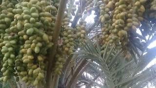 Khajur#shamrad balkani