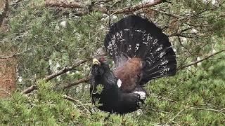 Capercaillie attacks photographer in Scotland HD