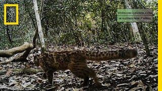 Elusive Marbled Cat Filmed | National Geographic