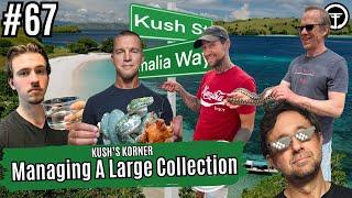 Managing A Large Snake Collection Roundtable | Kush's Korner Live