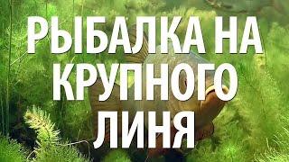 КАК ЛОВИТЬ ТРОФЕЙНОГО ЛИНЯ НА ПОПЛАВОЧНУЮ УДОЧКУ