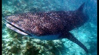 snorkling with Maldives' sharks