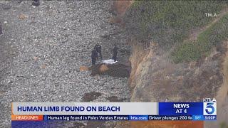 Human leg found on beach in Palos Verdes Estates