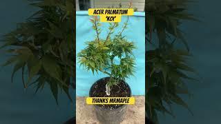 Acer Palmatum ‘Koi’ from MrMaple! #japanesemaple #mrmaple #koi #maplemaniac