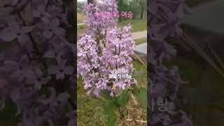 정의송 수덕사의 여승#향기나는꽃#라일락
