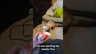@Wendys my ferret loves your frys #ferret #pets #animals #trending