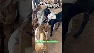 AJMER BAKRA MANDI LIVE UPDATE COVER WITH PRICE RAJASTHAN BIGGEST MANDI