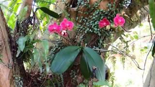 Phalaenopsis orchids mounted on tree trunks in a park.