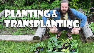 Growing a Vegetable Garden Anthology Year 1 / As a Beginner - Planting and Transplanting