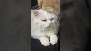 Persian cat  short#youtubeshorts #persaincat #catlover #viralshort