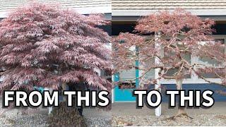 Revealing the structure of a landscape maple tree, bonsai style!