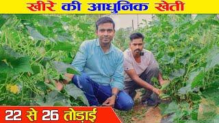 मार्च अप्रैल में खीरे की खेती  | Cucumber Farming | 25 तोड़ाई वाली वैराइटी 