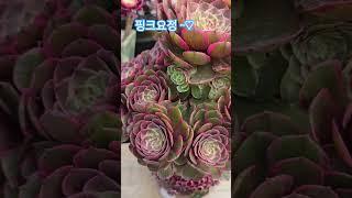 핑크요정~ 다 비슷비슷한데 이름만 바뀌어서리 아놔~~헷갈려~  #한일톱텐쇼 #박서진가수님 #전유진 #냥이분 #에오니움 #모카라떼  #현역가왕2
