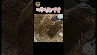 저희는 나무 이렇게 심어요 #5도2촌 #강화도#텃밭#나무심기