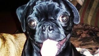 Pug Compilation 7 - Funny Dogs but only Pug Videos | Instapugs