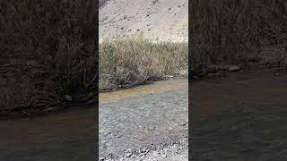 Spiti River  #spiti #mountains #travel #youtubeshorts #himalayas #viralvideo #shorts #beautiful