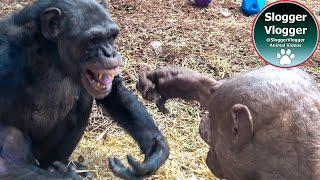 How Does Jambo the Hairless Alpha Chimp React to the New Arrival?