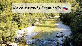 Fly Fishing in Slovenia I Soča| Marble trout pair