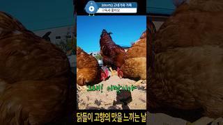 닭들이  고향의 맛을 느끼는 날. #닭 #거위 #chicken #goose