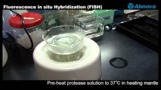 Fluorescence In Situ Hybridization (FISH)